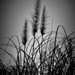 Twilight Pampas Grass